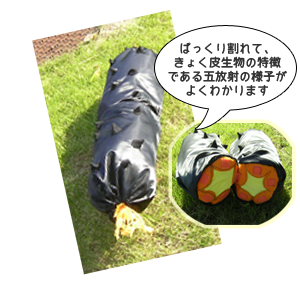 ナマコぬいぐるみ