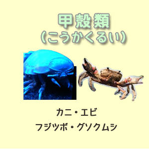 甲殻類