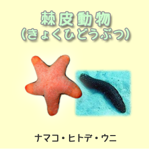 棘皮動物