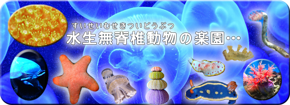 水生無脊椎動物の楽園。