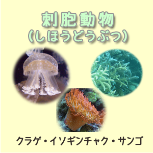 刺胞動物